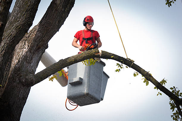 How Our Tree Care Process Works  in  Kremmling, CO